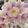 Auricula Leather Jacket - abriachan Nurseries
